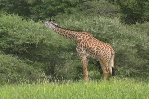 Giraffe eating Stock Footage 97119