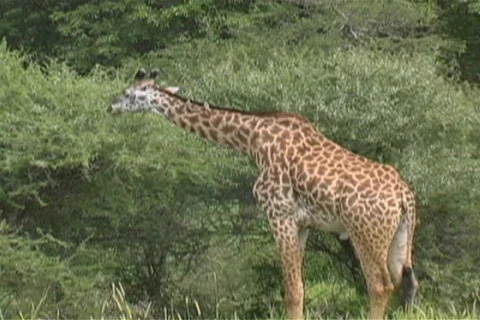Giraffe eating Stock Footage 97135