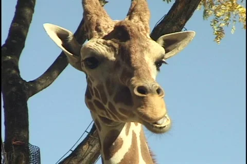 Giraffe Eating 库存影片 297608