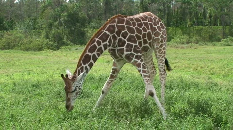 Giraffe Eating  Stock Footage 572938