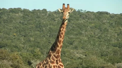 Giraffe eating Stock Footage