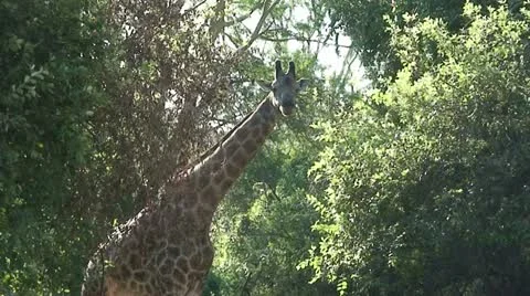 Giraffe Eating Stock Footage 11632335