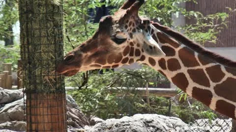 Giraffe Eating 스톡 동영상 11973117