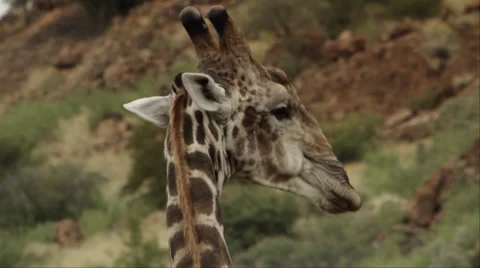 Giraffe eating Stock Footage 27361435