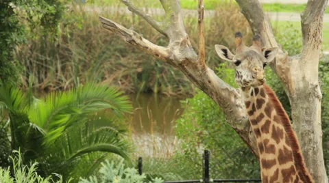 Giraffe Eating Stock-Footage 32374506