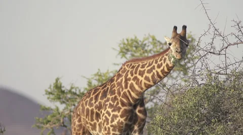 Giraffe eating  Stock Footage 33529953