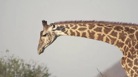 Giraffe eating Stock Footage 33530017