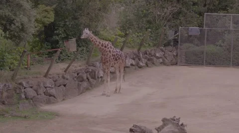 Giraffe eating Stock Footage 53010623