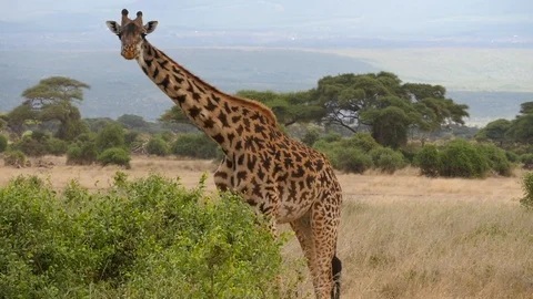 Giraffe eating Stock Footage 108346330