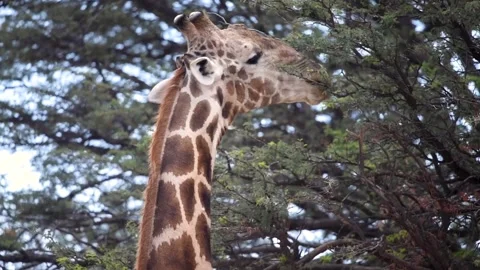 Giraffe Eating Stock Footage 132759539