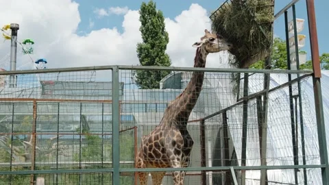 Giraffe eating Stock Footage 137653073