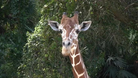 Giraffe eating 動画素材 139537727