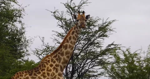 Giraffe eating Video stock 163030514