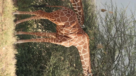 Giraffe Eating Stock Footage 234678900