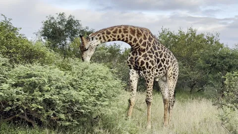Giraffe eating Stock Footage 334747126