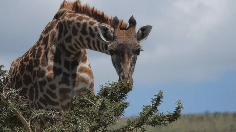 Giraffe Eating Fruit off Tree Stock Footage 109128196