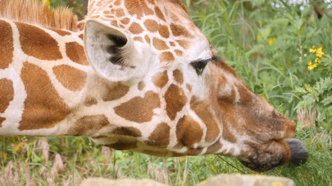 Giraffe eating grass. Closeup. Stock Footage 110998848