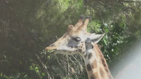 Giraffe Eating Grass Stock Footage 65806493