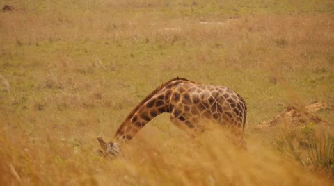 Giraffe eating grass Video stock 65992606
