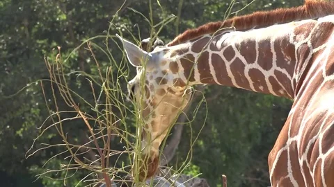 Giraffe eating grass Stock Footage 82425715