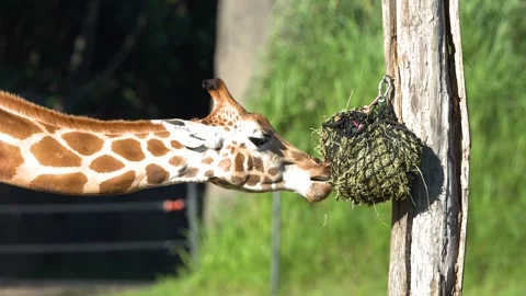 Giraffe Eating Grass from a Hanging Net in a Wildlife Park Stock Footage 330838795