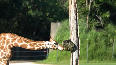 Giraffe Eating Grass from a Hanging Net in an Outdoor Enclosure Stock Footage 330984328