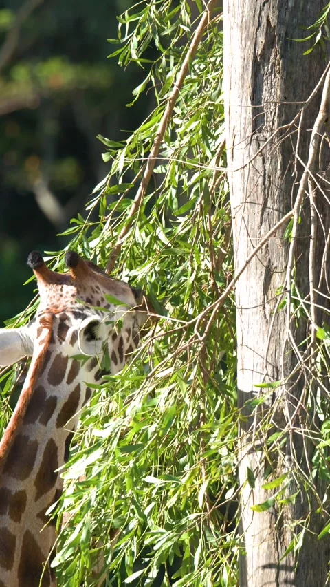 Giraffe Eating Green Leaves from a Tree in Australia Zoo Stock Footage 331052772