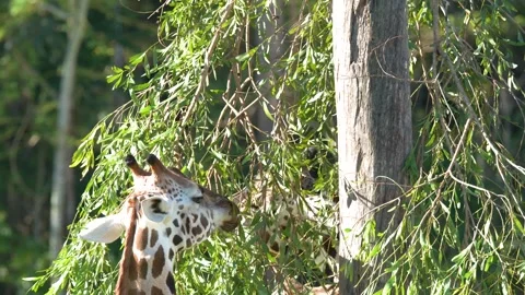 Giraffe Eating Green Leaves from a Tree in Australia Zoo Stock Footage 331273085