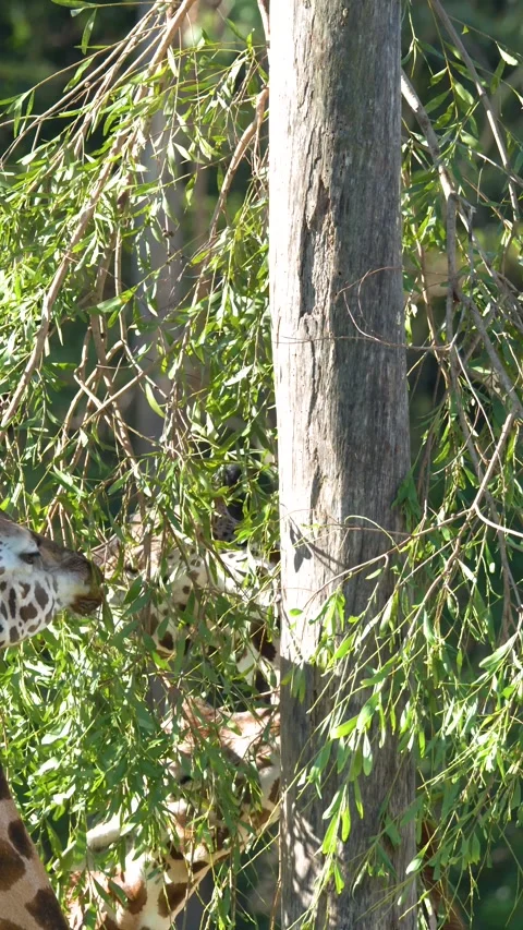 Giraffe Eating Green Leaves from a Tree in Australia Zoo Stock Footage 331333757