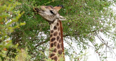 Giraffe Eating Green Leaves From Tree Close-up Head Shot Kruger National Park Stock Footage 340399131