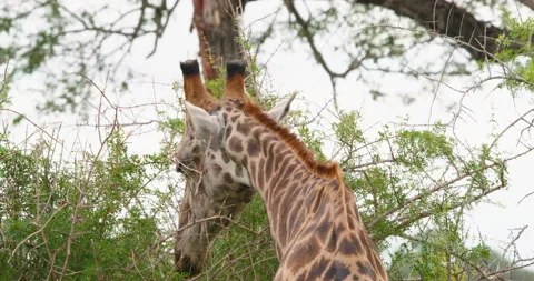 Giraffe Eating Green Leaves From Tree Close-up Head Shot Kruger National Park Stock Footage 340405667
