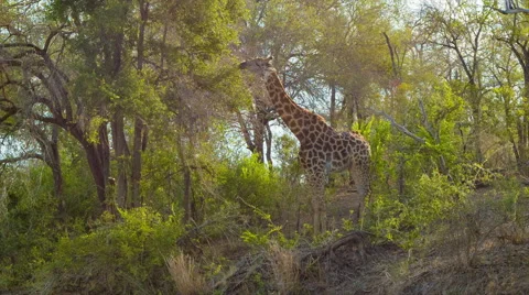 Giraffe Eating on Green Tree in Hazy African Sun Stock Footage 67599602
