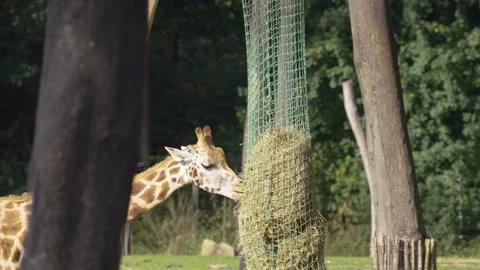 Giraffe eating from hanging net in zoo, static view Stock Footage 318575896