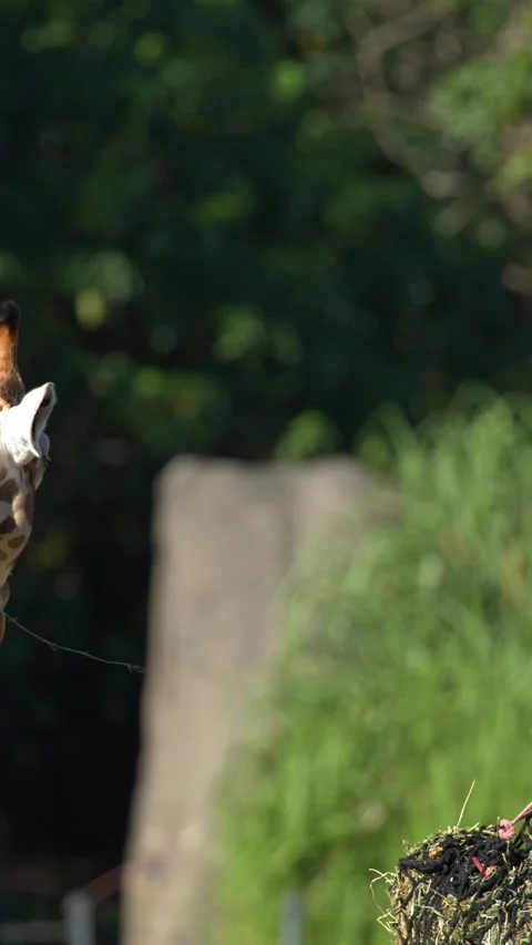 Giraffe Eating Hay from a Hanging Net at Australia Zoo Stock Footage 331048811