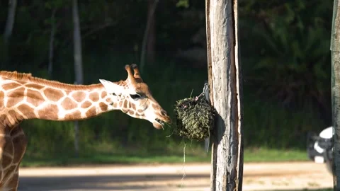 Giraffe Eating Hay from a Hanging Net at Australia Zoo Stock Footage 331052768