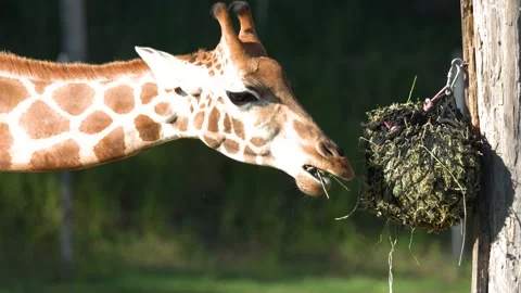 Giraffe Eating Hay from a Hanging Net at Australia Zoo Stock Footage 331336321