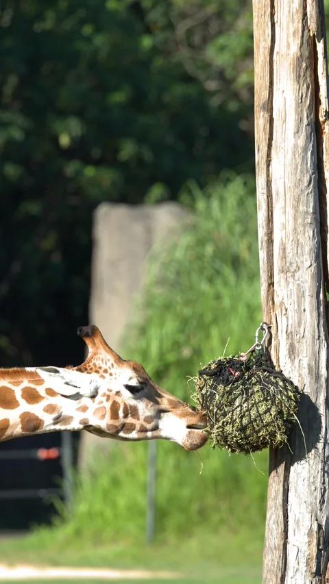 Giraffe Eating Hay from a Hanging Net in a Wildlife Park Stock Footage 331407152