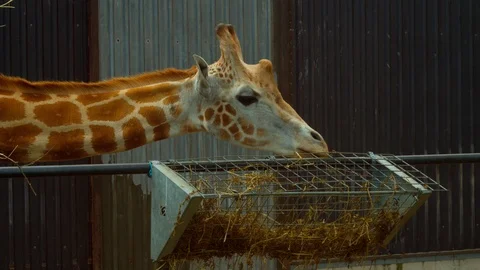Giraffe eating hay from trough Stock Footage 114498049