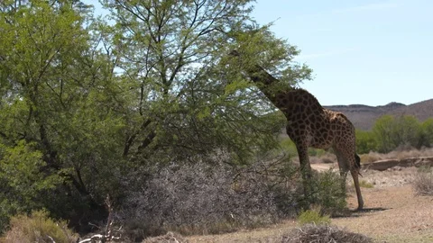 GIRAFFE EATING LEAF ON TREES WIDE Stock Footage 87228024