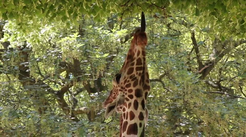 Giraffe eating leaves Stock Footage 5196476
