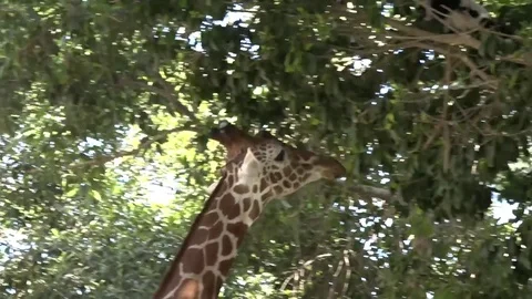 Giraffe eating leaves Stock Footage 82416536