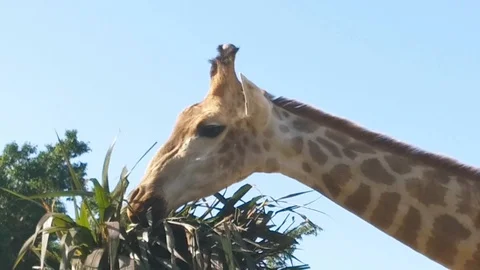 Giraffe Eating leaves Stock Footage 110800074