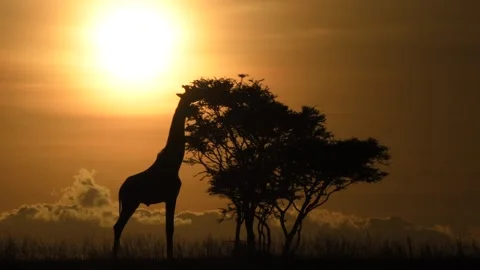 Giraffe eating leaves from a tall tree at sunset in Maasai Mara, Kenya Stock Footage 291625288