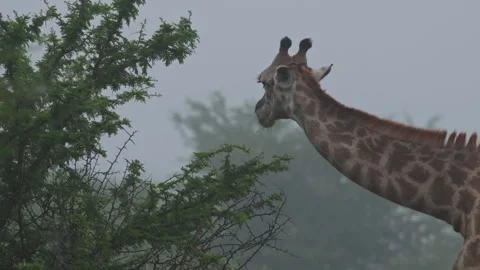 Giraffe eating leaves from a tree during an early foggy morning Stock Footage 326357345