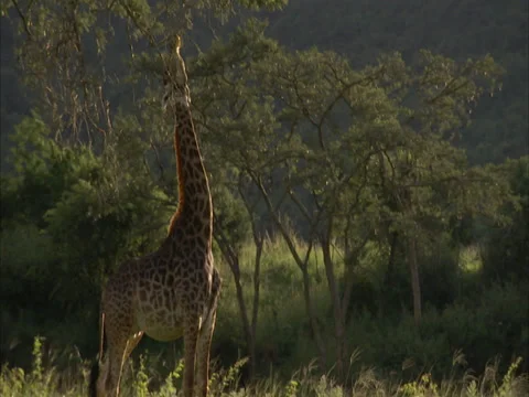 Giraffe eating leaves off a tree Stock Footage 27357324