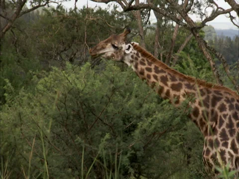 Giraffe eating leaves off a tree Stock Footage 27357394