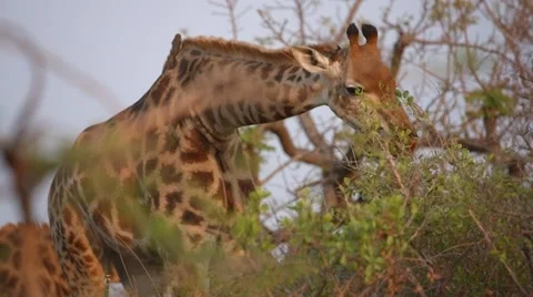 Giraffe eating leaves from a tree Stock Footage 31336041