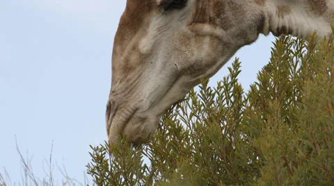 Giraffe eating leaves from a tree Stock Footage 32067100