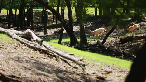 A giraffe eating leaves from a tree Stock Footage 155393305
