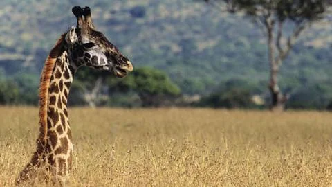Giraffe Eating Leaves from Tree Stock Photos